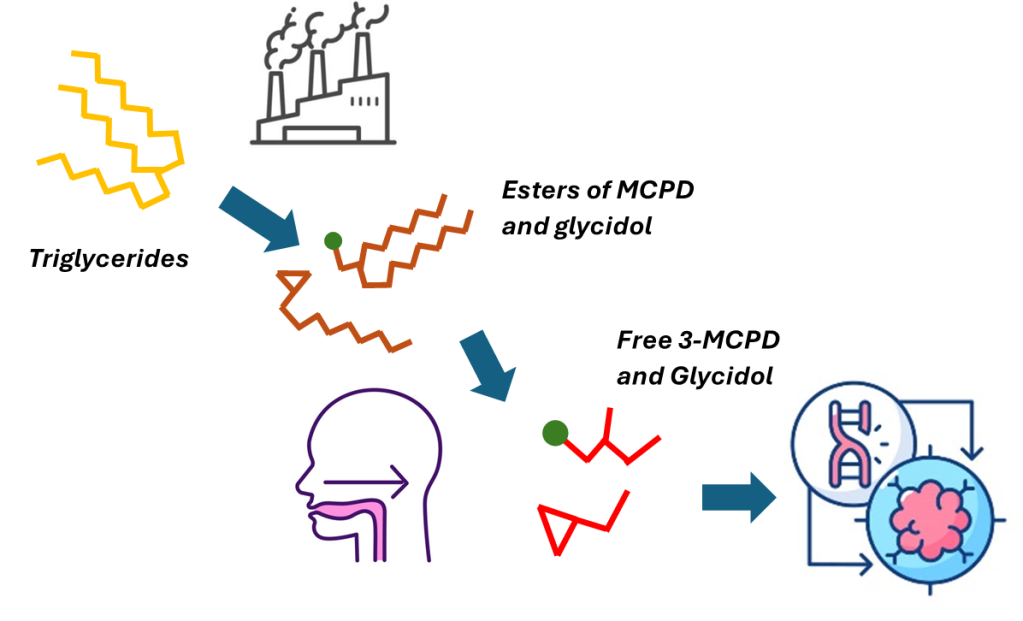 Analysing MCPD, Glycidol and their Fatty Acid Esters
